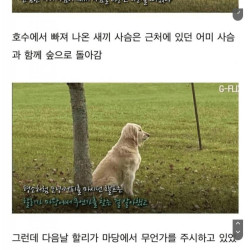 자신을 구해준 개를 찾아온 아기 사슴