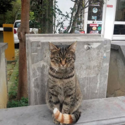 꼬리 끝쪽만 치즈인 고양이