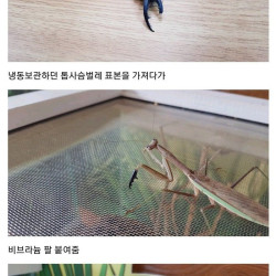 사마귀 팔 이식한 디시인