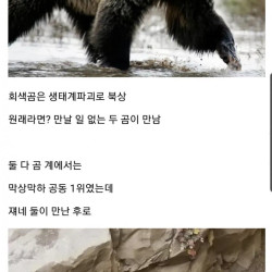 온난화로 탄생한 대장 곰 ㄷㄷ