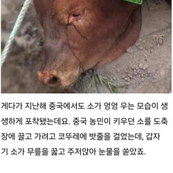 소가 도살장에 끌려가며 눈물을 흘리는 이유