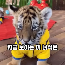 아기 호랑이 5년이 지나면