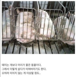 미국에서 논란이라는 돼지 우리.jpg