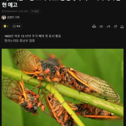 수백조 마리 곤충떼 미국