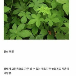 생캐계 교란종? 한국에선 어림없지