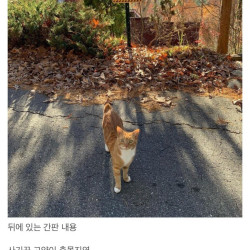 사기꾼 고양이.jpg