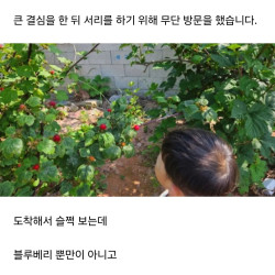 남의 땅에서 블루베리 5kg 따고 맛있다고 자랑한 놈ㄷㄷ