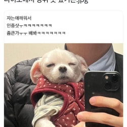 다이소에서 강쥐옷 와라랄라랄.jpg