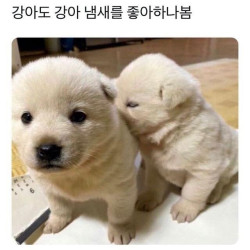 아기 강아지도 참을 수 없는 것