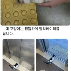 대학교 고양이 자랑