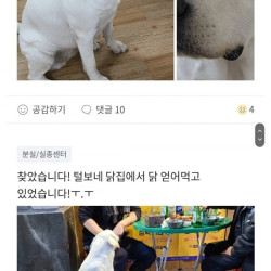 집나간 댕댕이가 간곳