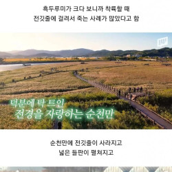 자연을 위해 전봇대 수백개를 뽑아버린 순천시