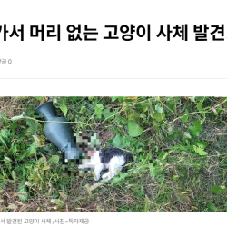 [단독] 인천 주택가서 머리 없는 고양이 사체 발견…경찰 수사