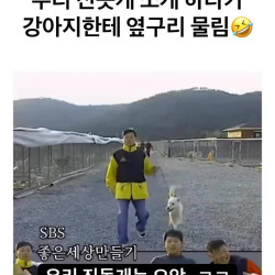 우리 진돗개 소개하다가 옆구리 물림