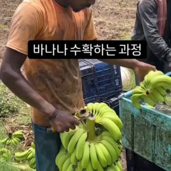 바나나 수확하는 과정