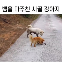 길에서 뱀을 마주친 시골 강아지의 반응