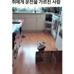 쥐에게 운전을 가르친 사람