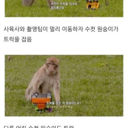 남녀 차이에 대한 bbc 실험