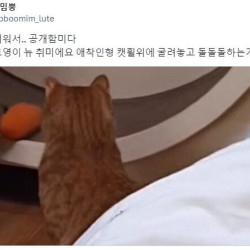 어느 고양이의 취미