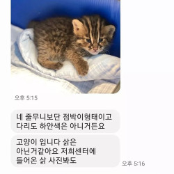 냥줍 했는데 삵 아니냐고 해서 문의해 봄