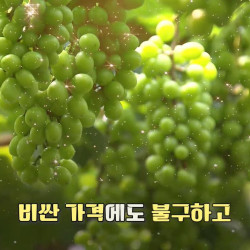 처음엔 안 이랬는데…샤인머스캣 맛이 변한 진짜 이유