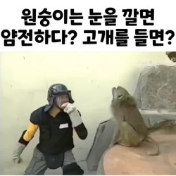 원숭이 앞에서 눈을 깔면? 레전드