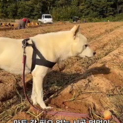 마트 갈 필요 없는 시골 댕댕이