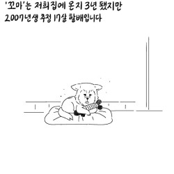 참 주인을 만난 버려진 개