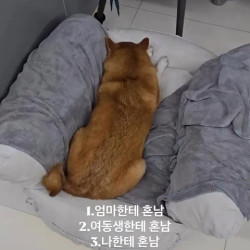 엄마 여동생 견주 세명한테 혼나서 삐진 댕댕이