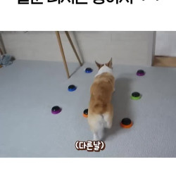 의사표현 확실한 강아지